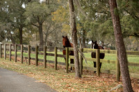 Stallion Show 12-15-13