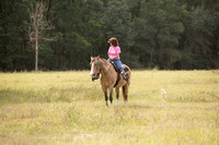 Buckskin with Blaze